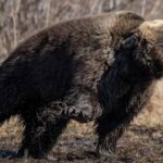 bear