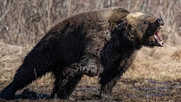 bear