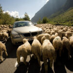 sheep