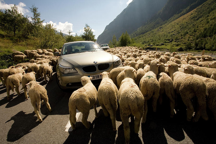 sheep